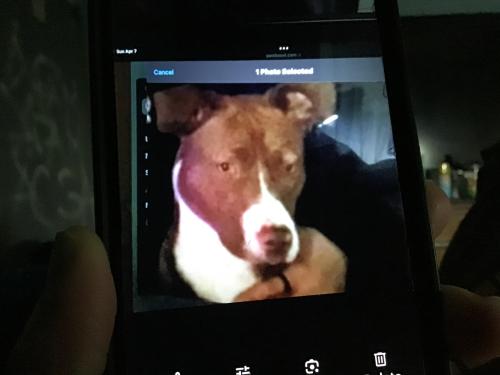 Lost Male Dog last seen scoch rd , Salinas, CA 93907