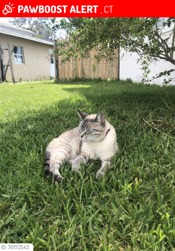Lost Female Cat last seen Anthony Ave, Oakville, CT 06779