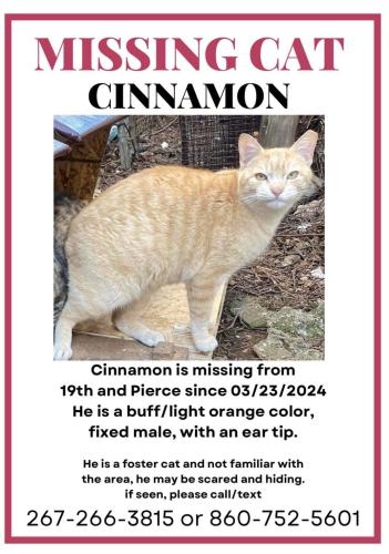 Lost Male Cat last seen Near Pierce St (19th & Pierce, South Philly) , Philadelphia, PA 19145