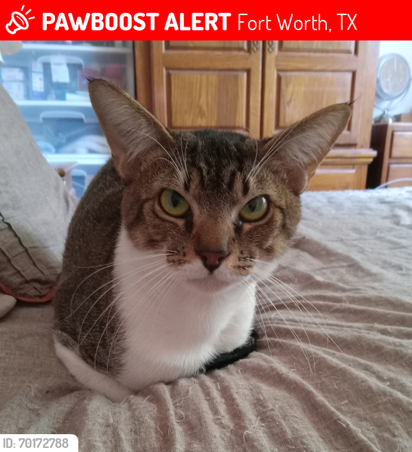 Lost Male Cat last seen Ozuna, Fort Worth, TX 76108