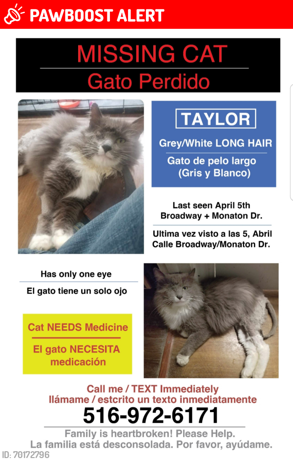 Lost Male Cat last seen Monaton Drive., Huntington Station, NY 11746