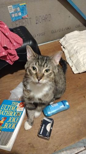 Lost Male Cat last seen 14th ST NE, Lucy Ave, North Canton, OH 44720
