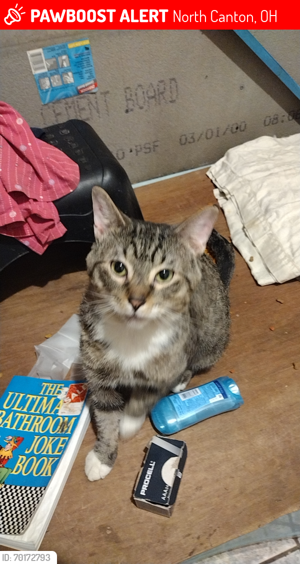 Lost Male Cat last seen 14th ST NE, Lucy Ave, North Canton, OH 44720