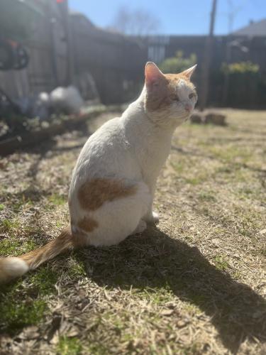 Lost Male Cat last seen Shaw Elementary, Mesquite, TX 75149