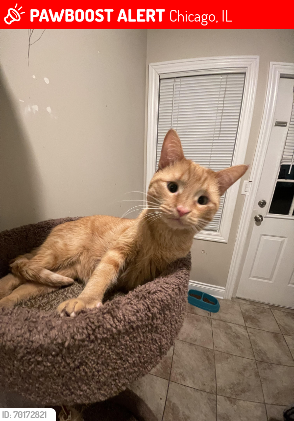 Lost Male Cat last seen Gage park, Chicago, IL 60632