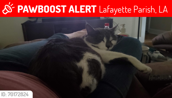 Lost Female Cat last seen Vatican Rd , Lafayette Parish, LA 70520