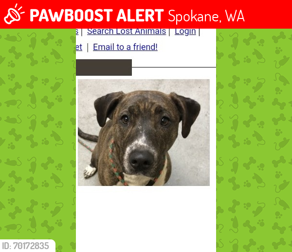 Lost Female Dog last seen Spokane WA , Spokane, WA 99260