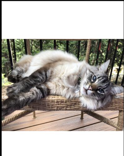 Lost Male Cat last seen Pine Forest , Pollock Pines, CA 95726