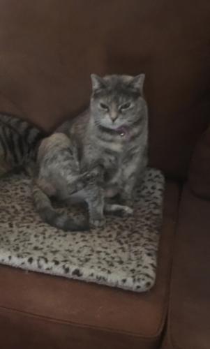 Lost Female Cat last seen Carnforth drive and Wind Gate CT, Lehman township, PA 18324
