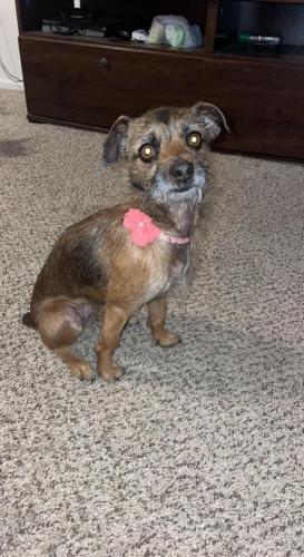 Lost Female Dog last seen 82nd and Slide , Lubbock, TX 79424