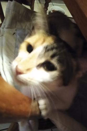 Lost Female Cat last seen Disston ave @ Maud st. , Tavares, FL 32778