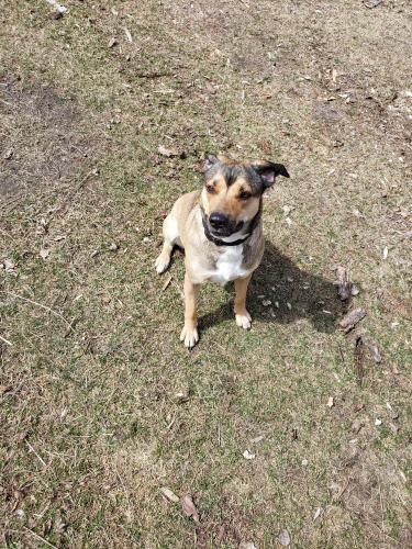 Lost Female Dog last seen Paul Bunyan forest, Akeley Township, MN 56433