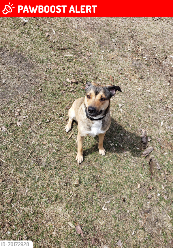 Lost Female Dog last seen Paul Bunyan forest, Akeley Township, MN 56433