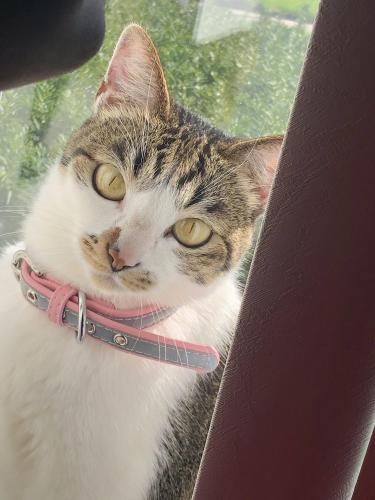 Lost Female Cat last seen Eilers st, Norfolk, VA 23505