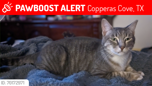 Lost Male Cat last seen Bonnie Ln, Copperas Cove, TX 76522