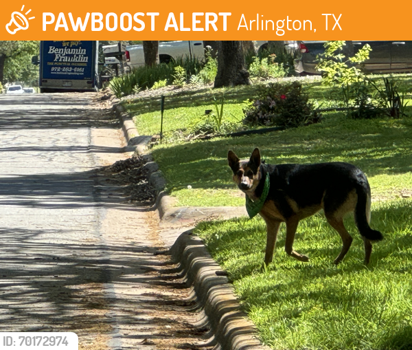 Found/Stray Unknown Dog last seen cherokee trail 76012, Arlington, TX 76012