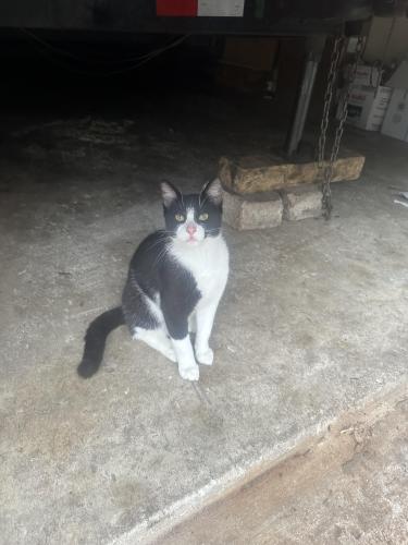 Lost Male Cat last seen Apothecary lane near west rd, Houston, TX 77064
