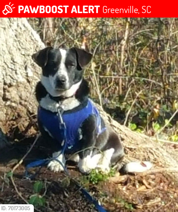 Lost Male Dog last seen Welcome park, Greenville, SC 29611