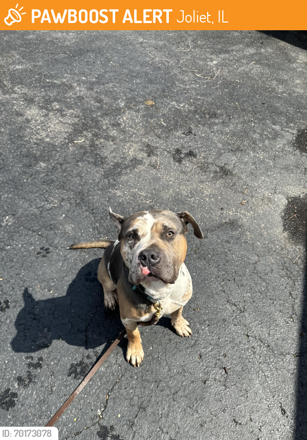 Joliet, IL Stray Male Dog Found Near On Rosalind st between Briggs and ...