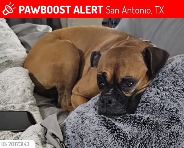 Lost Female Dog last seen Medical drive and I-10, San Antonio, TX 78229