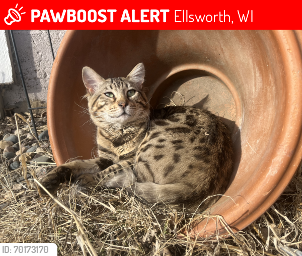 Lost Male Cat last seen Ellsworth wi , Ellsworth, WI 54011