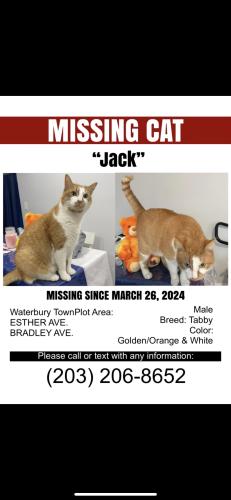 Lost Male Cat last seen esther ave, Waterbury, CT 06708