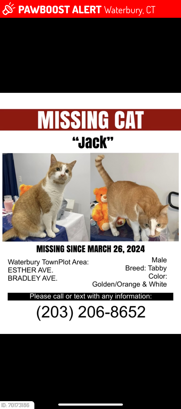 Lost Male Cat last seen esther ave, Waterbury, CT 06708