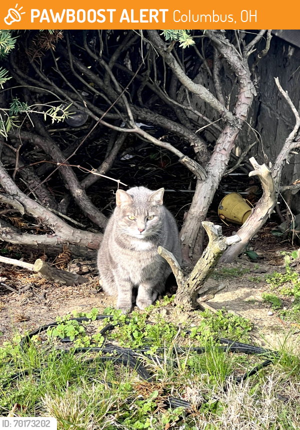 Found/Stray Female Cat last seen Fair ave, Columbus, OH 43213