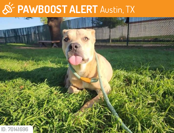Shelter Stray Female Dog last seen FRONTIER VALLEY, Austin, TX 78702