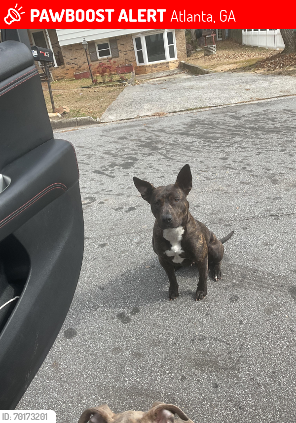 Lost Female Dog last seen Near Camelot drive, Atlanta, GA 30349