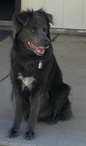 Lost Male Dog last seen Dante Drive, Pueblo West, 81007, Pueblo West, CO 81007