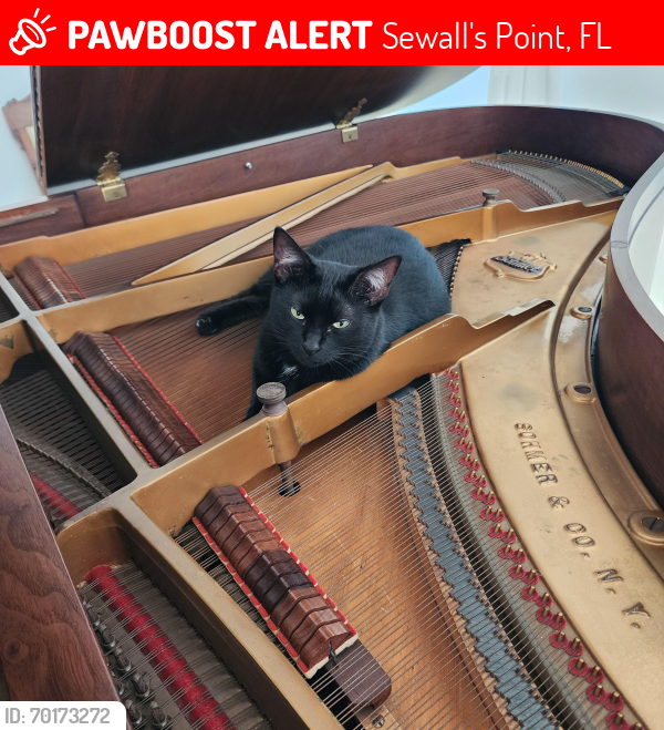 Lost Female Cat last seen N. Sewalls Point Rd, Sewall's Point, FL 34996