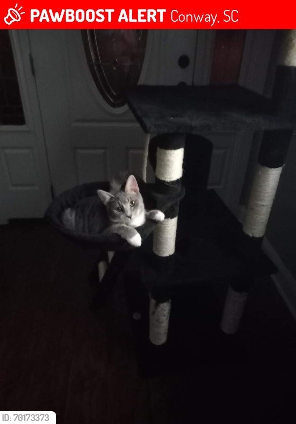 Lost Male Cat last seen Res, Conway, SC 29527