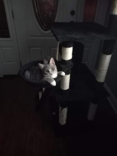 Lost Male Cat last seen Res, Conway, SC 29527