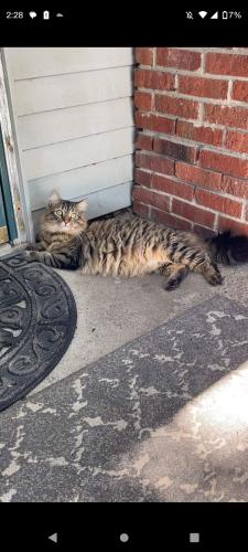 Lost Male Cat last seen Kankakee Valley Steel, Tefft, IN 46392