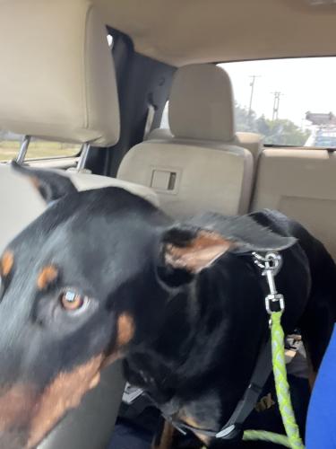 Lost Female Dog last seen Highway 90, San Antonio, TX 78204