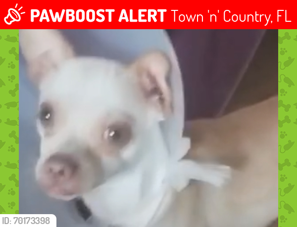 Lost Male Dog last seen Memory , Town 'n' Country, FL 33615