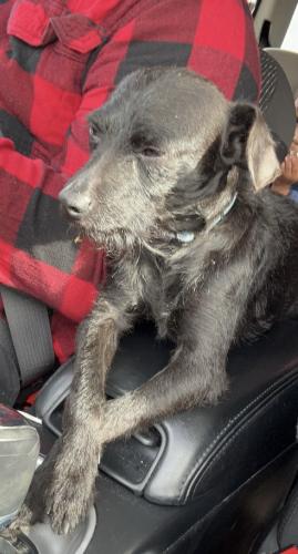 Lost Male Dog last seen Harry & Edgemoore , Wichita, KS 67218