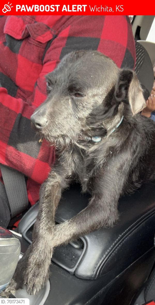 Lost Male Dog last seen Harry & Edgemoore , Wichita, KS 67218