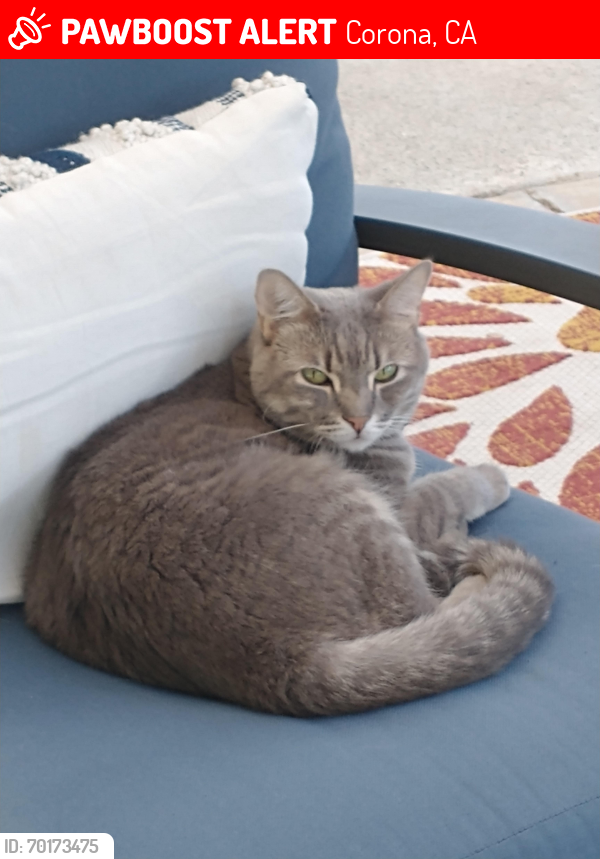 Lost Female Cat last seen Eaton and Wimbledon, Corona, Corona, CA 92878