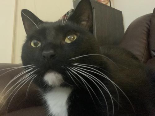 Lost Male Cat last seen Folkstone dr , Forest Hill, TX 76140