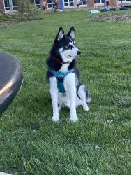Lost Male Dog last seen Near Lon dowell road , Irvington, KY 40146