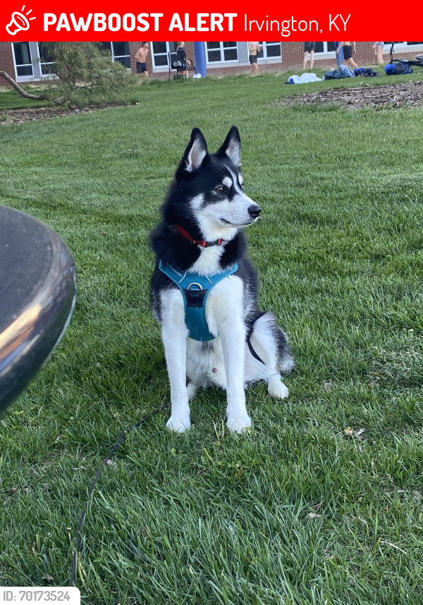 Lost Male Dog last seen Near Lon dowell road , Irvington, KY 40146