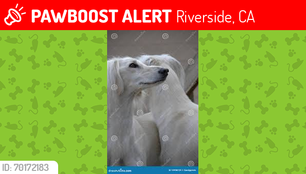 Lost Female Dog last seen Animal shelter , Riverside, CA 92504