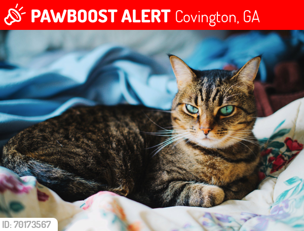 Lost Female Cat last seen Forest drive SE and Dearing ST, Covington, GA 30014