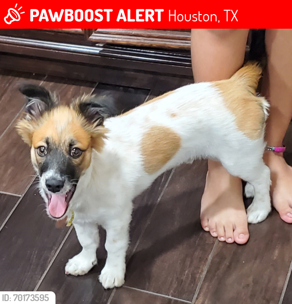 Lost Male Dog last seen Aldin Westfield and Beltway 8, Houston, TX 77032