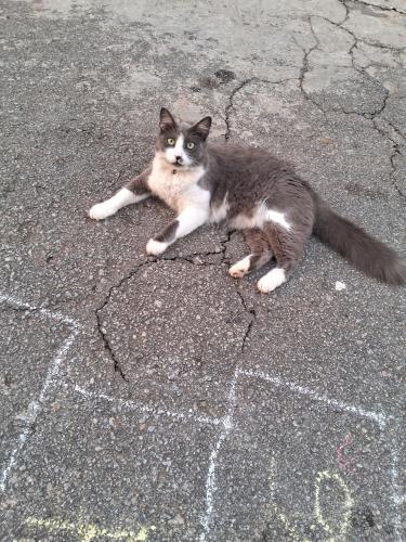 Lost Male Cat last seen Rua capivari 96, Jardim Nova Cajamar, SP 07750-000