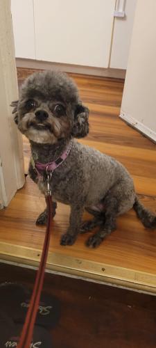 Lost Female Dog last seen North Goodman Street and Clifford ave Rochester 14699, Rochester, NY 14609
