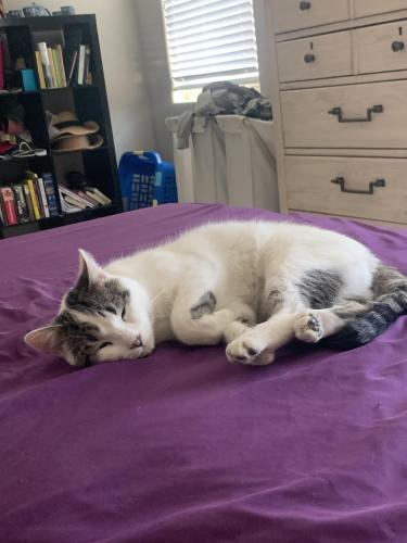 Lost Male Cat last seen Kaleidoscope Rd by the park/playground, Las Cruces, NM 88012