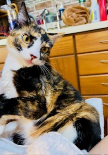 Lost Female Cat last seen RAEJEAN AVE & ROOT ST ON TOP OF CANYON ENTRANCE; SOMETIMES SEEN IN FRONT OF hses, San Diego, CA 92123